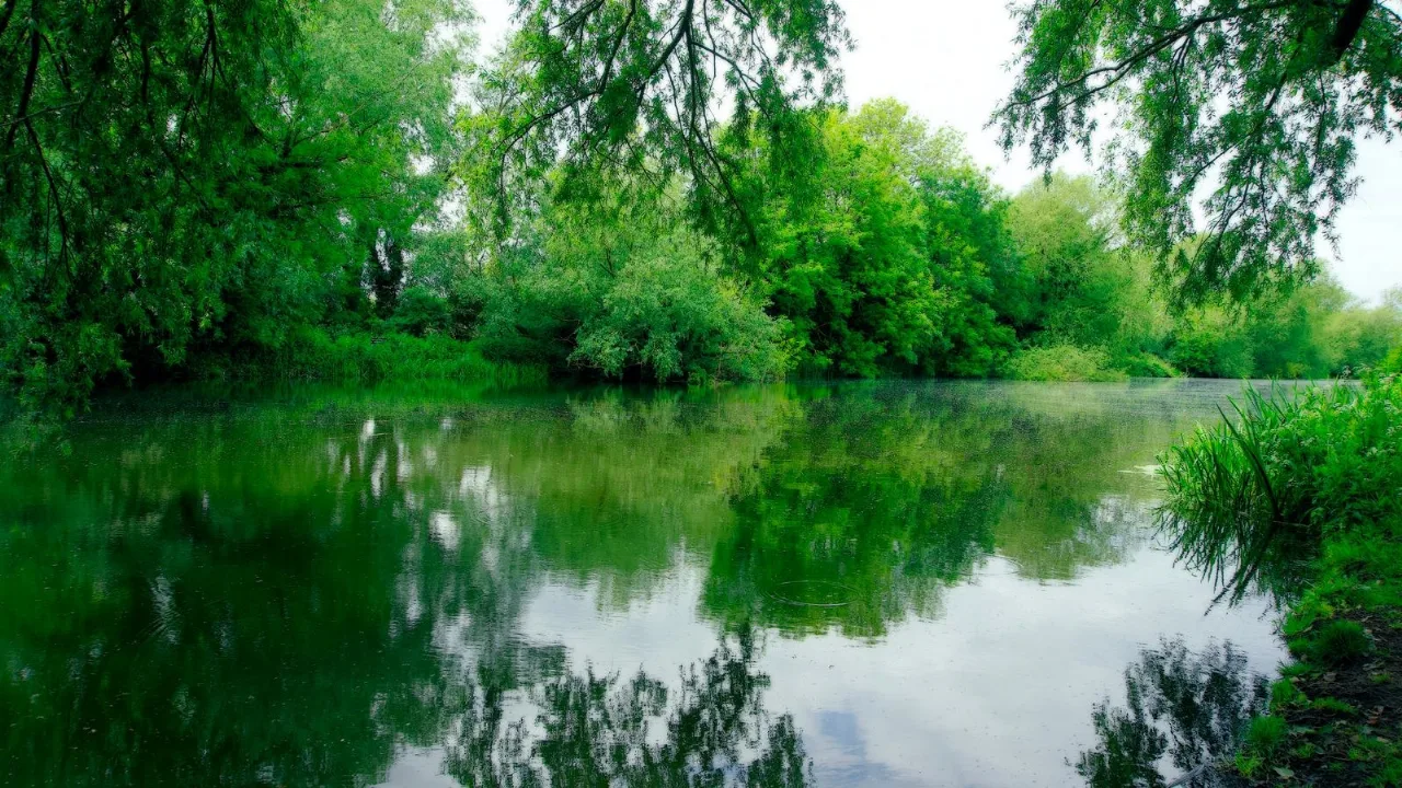 A calm green river winding between lush, leafy banks under soft light.